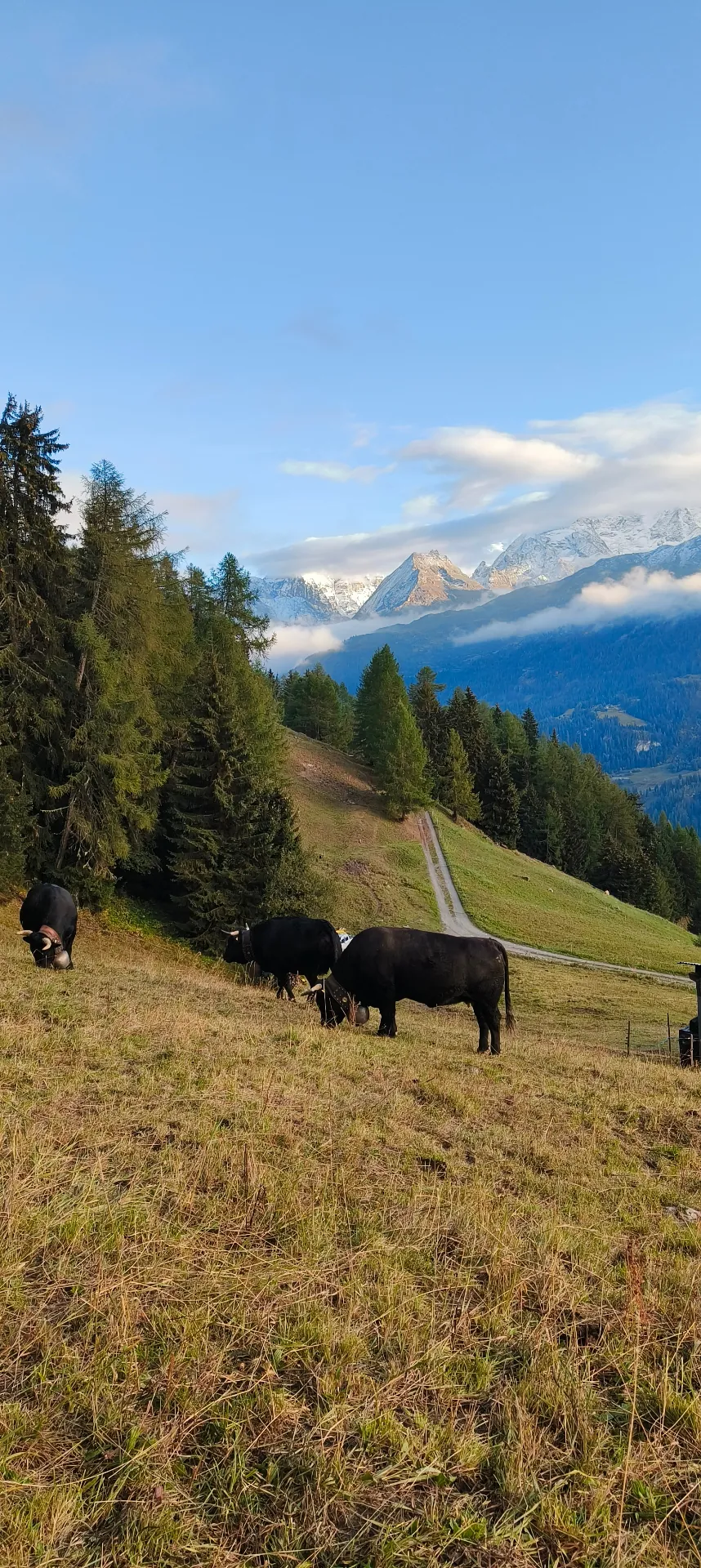 Vaches au pâturage en octobre sur l'alpage au-dessus du Gypaète, sommets saupoudrés de neige dans le Val de Bagnes