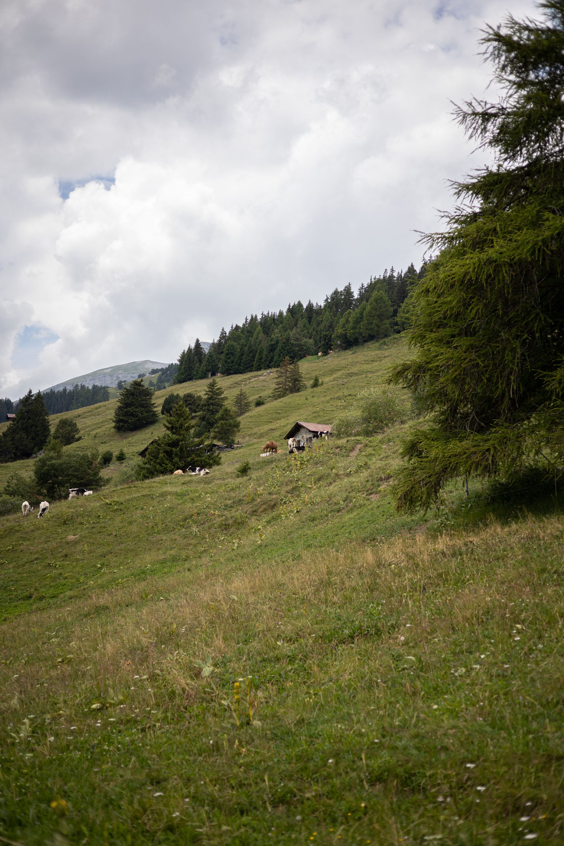 Sentier naturel traversant un alpage valaisan entre mélèzes et pâturages