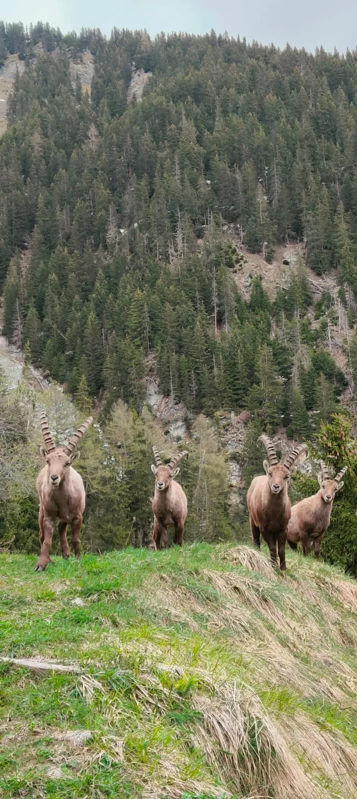 Bouquetins des Alpes observant l'objectif dans les pâturages près du Gypaète, faune sauvage Val de Bagnes