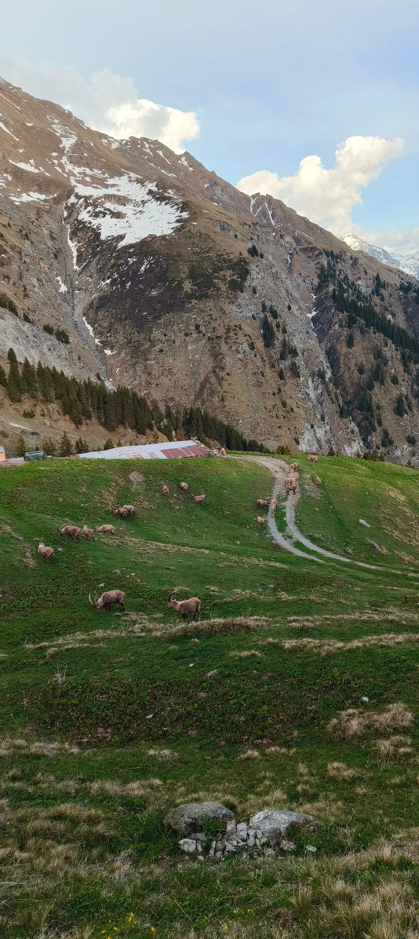 Harde de bouquetins paissant sur les alpages au coucher du soleil, vue depuis Le Gypaète, Val de Bagnes